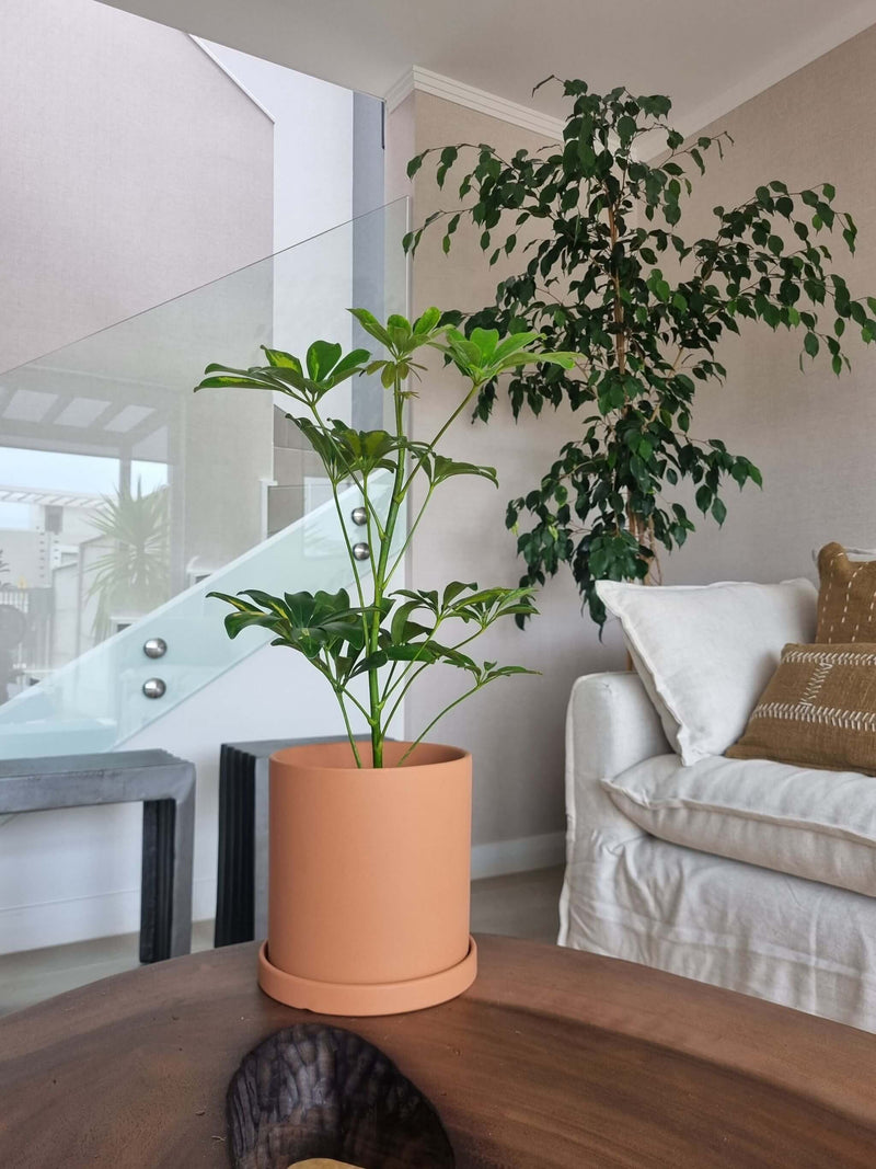 Schefflera Variegada + Macetero Nórdico - Elige tu color