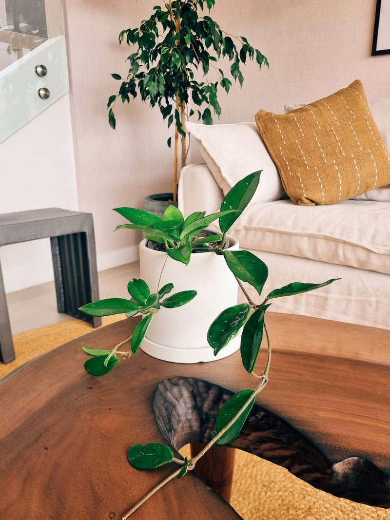 Clepia (Hoya) + Macetero Nórdico - Elige tu color