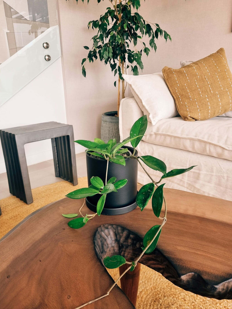 Clepia (Hoya) + Macetero Nórdico - Elige tu color