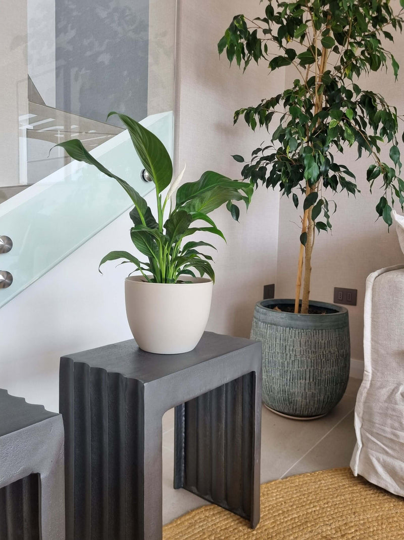 🕊️ Pack Calma Tropical - Lirio de la Paz + Monstera Deliciosa