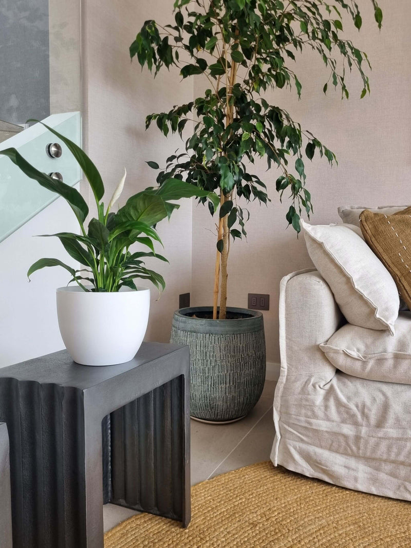 Lirio de la Paz + Macetero Cuenco - Elige tu color