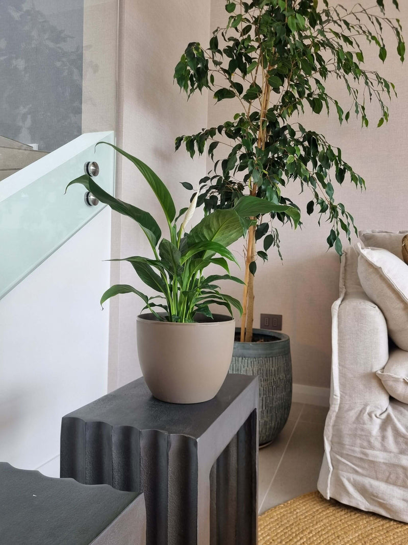 Lirio de la Paz + Macetero Cuenco - Elige tu color