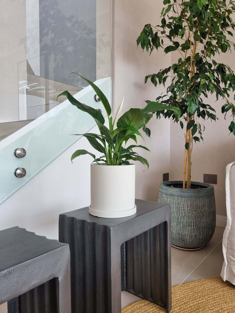 Lirio de la Paz + Macetero Nórdico - Elige tu color