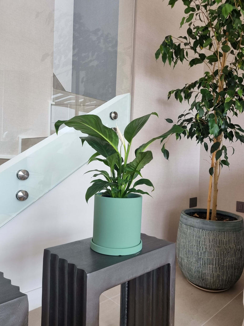 Lirio de la Paz + Macetero Nórdico - Elige tu color