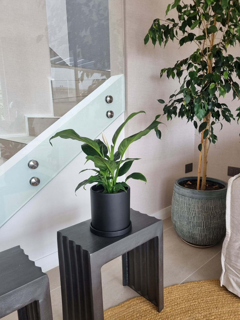 Lirio de la Paz + Macetero Nórdico - Elige tu color