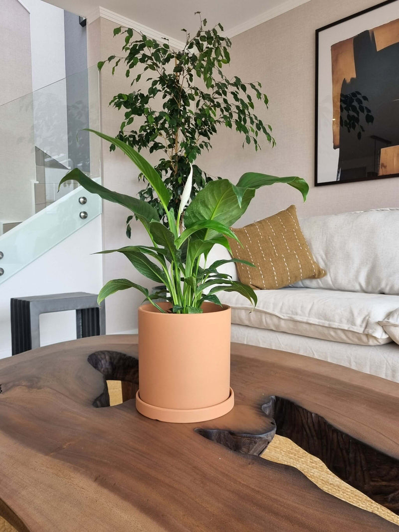 Lirio de la Paz + Macetero Nórdico - Elige tu color