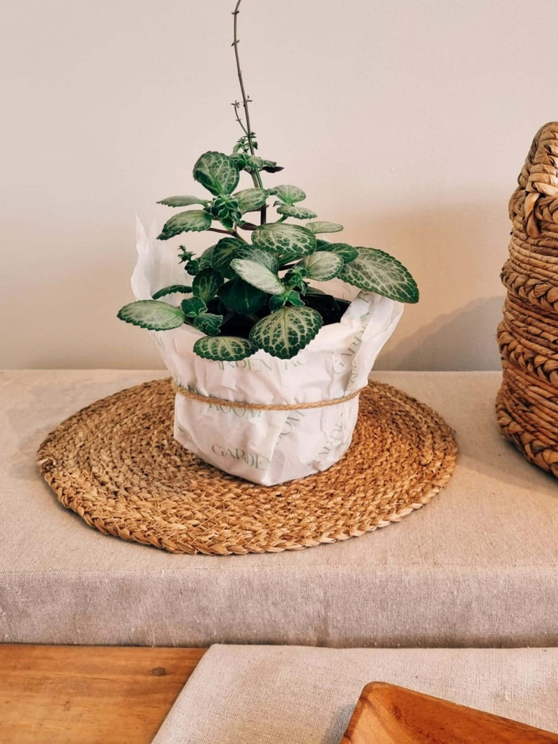 Dolar Blanco para regalo