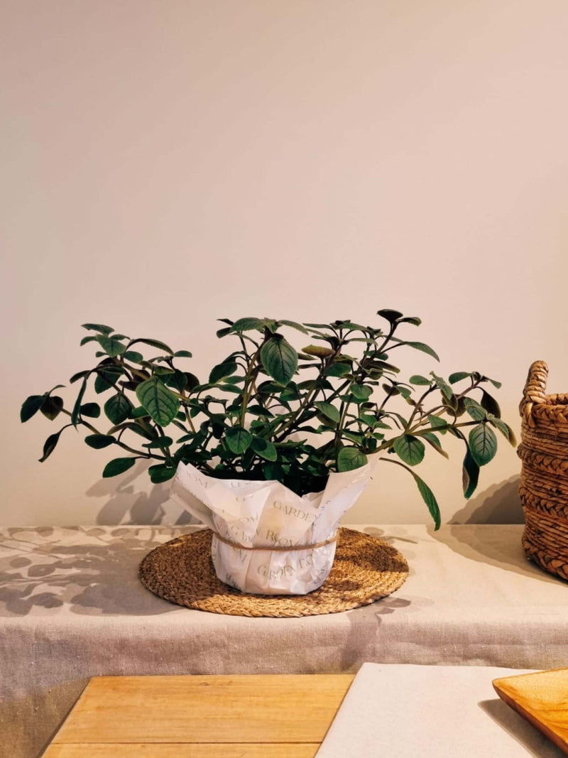 Dolar negro para regalo