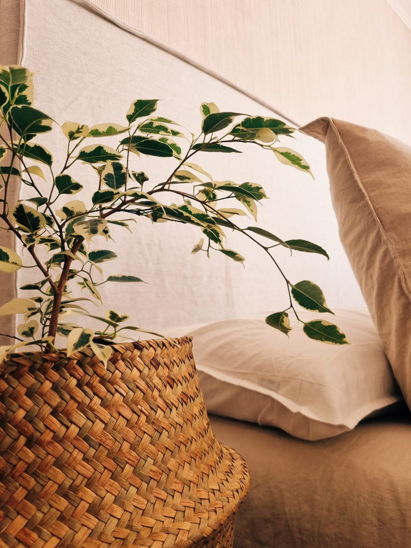 Ficus Benjamina Blanco - Garden Room