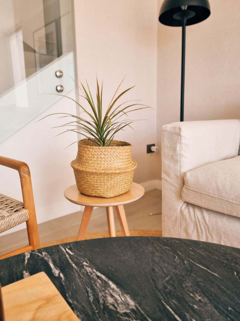 Dracena colorama ambientada