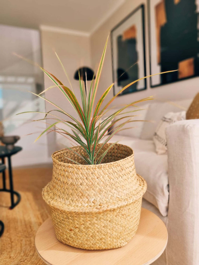 Dracena colorama en canasto