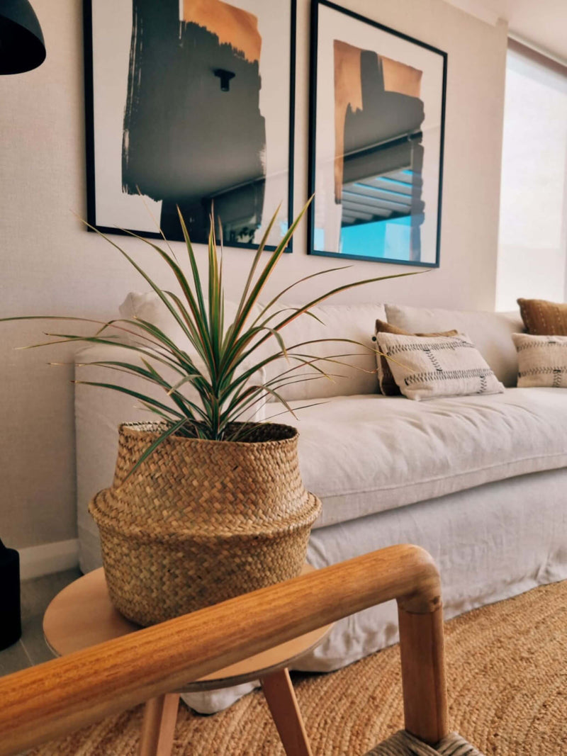 Dracena colorama en living