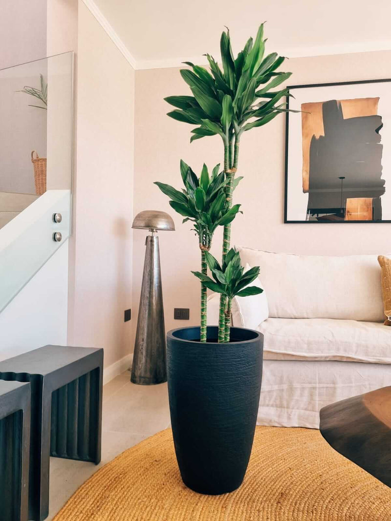 Dracena Golden Dream Trio XXL + Macetero Cónico - Elige tu color