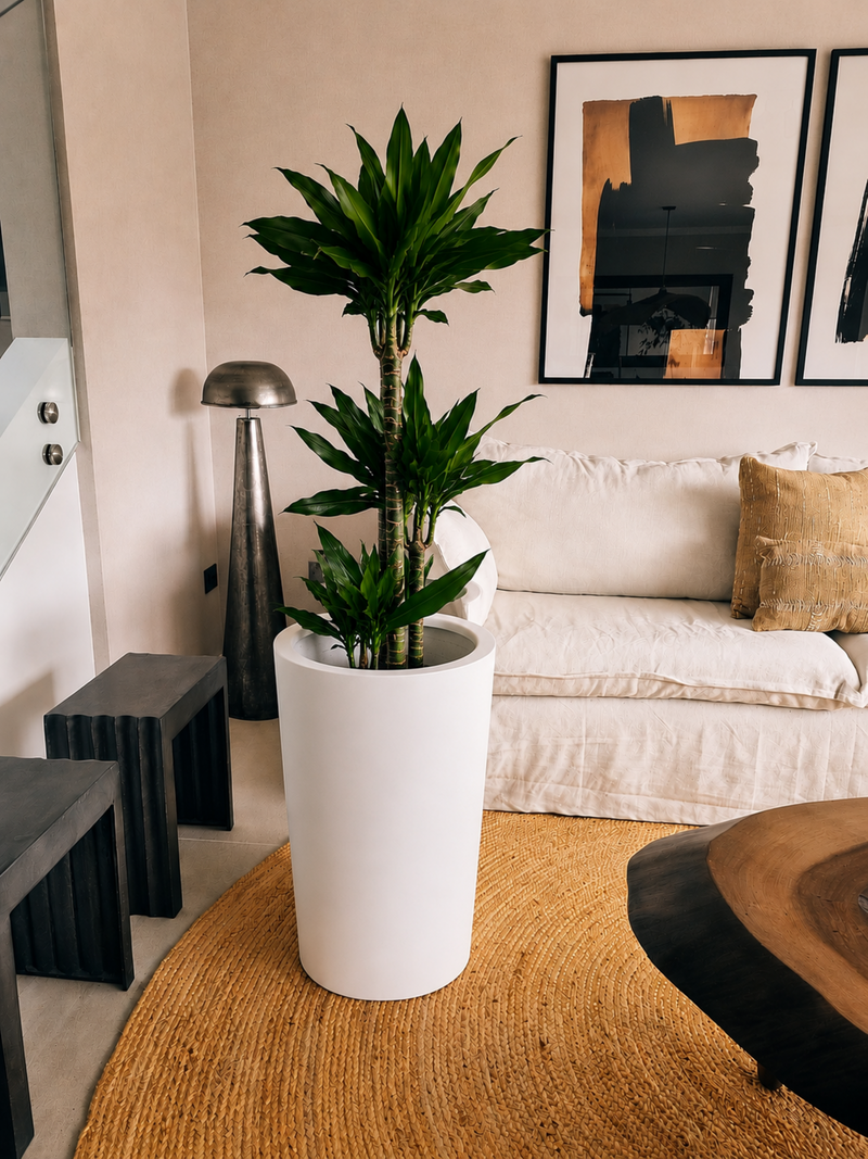 Dracena Golden Dream Trio + Macetero Autorregante Alto - Elige tu color