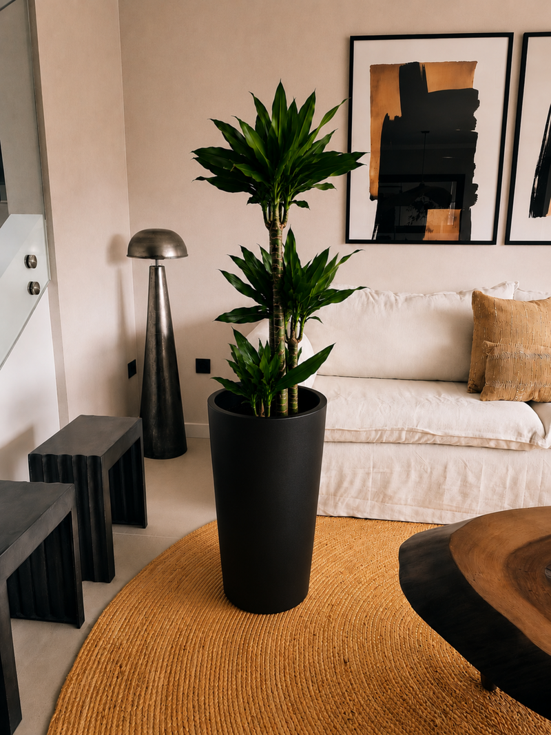 Dracena Golden Dream Trio + Macetero Autorregante Alto - Elige tu color