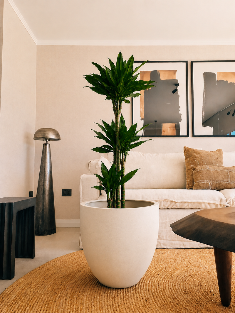 Dracena Golden Dream Trio