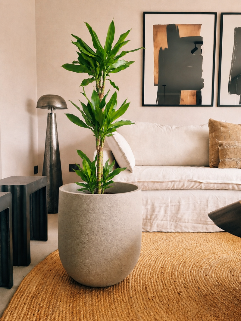 Dracena Golden Dream Trio + Macetero Bruma - Elige tu color