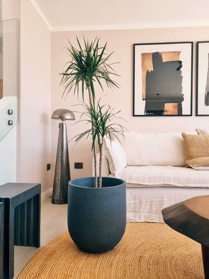 Dracena Marginata Duo XXL + Macetero Bruma - Elige tu color