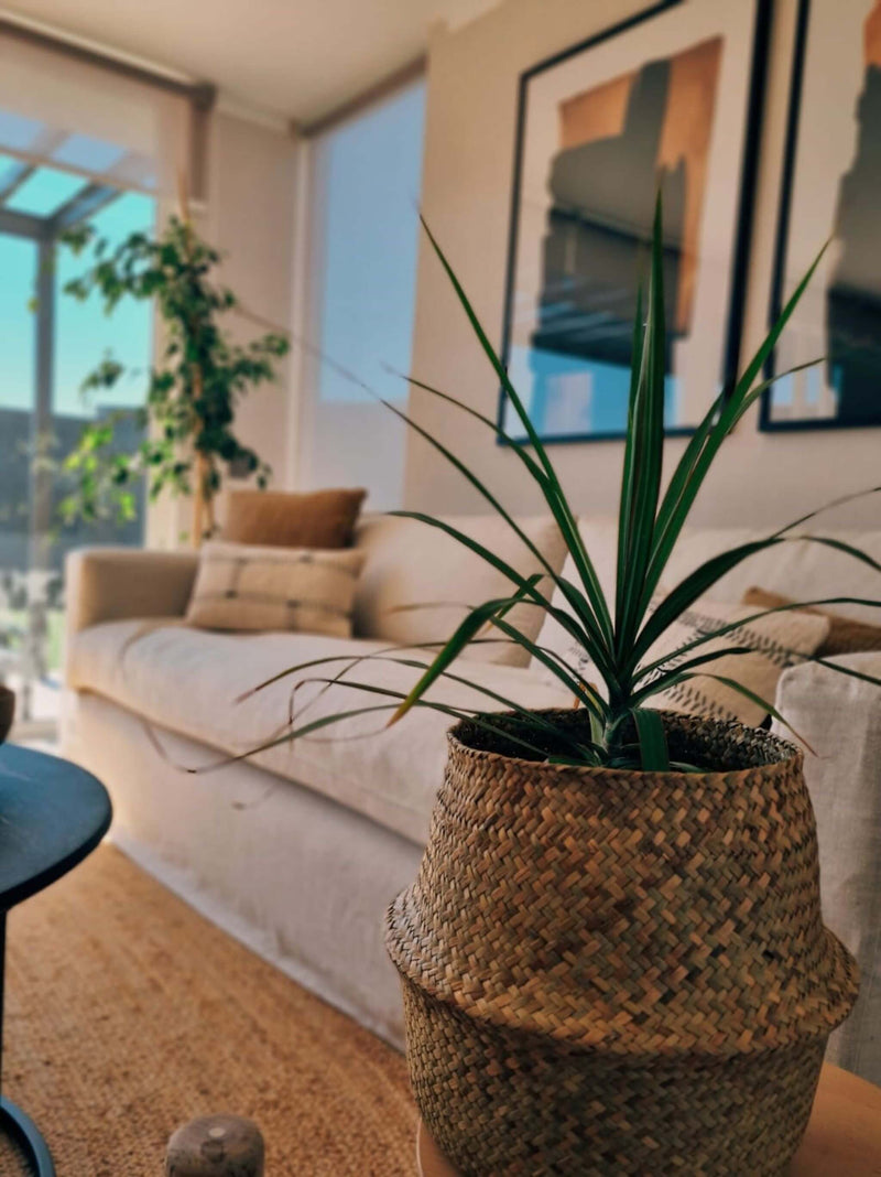 Dracena Marginata en canasto