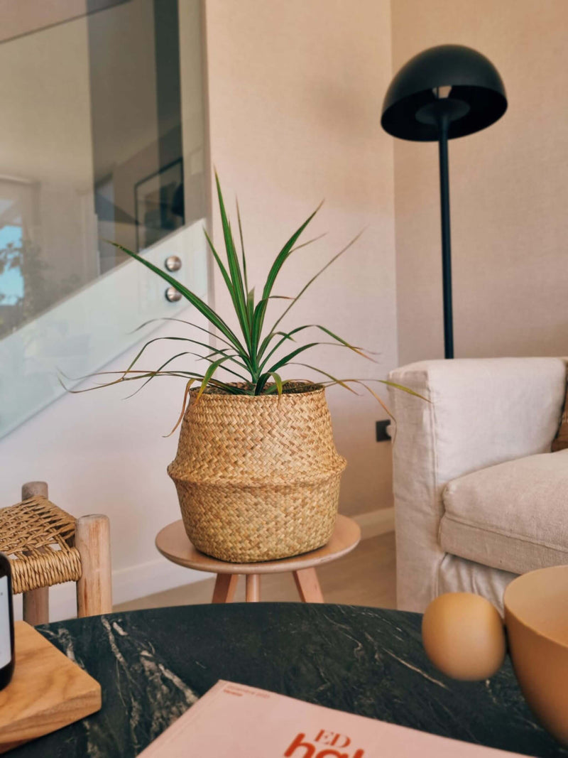 Dracena marginata ambientada