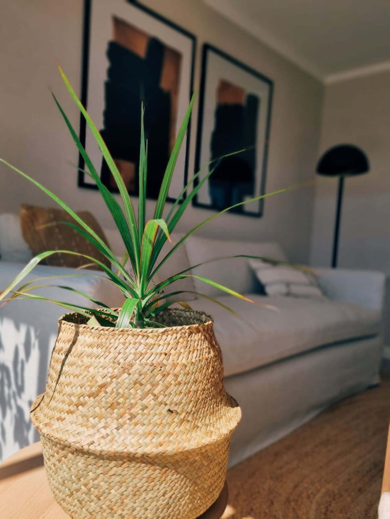 Dracena Marginata en canasto