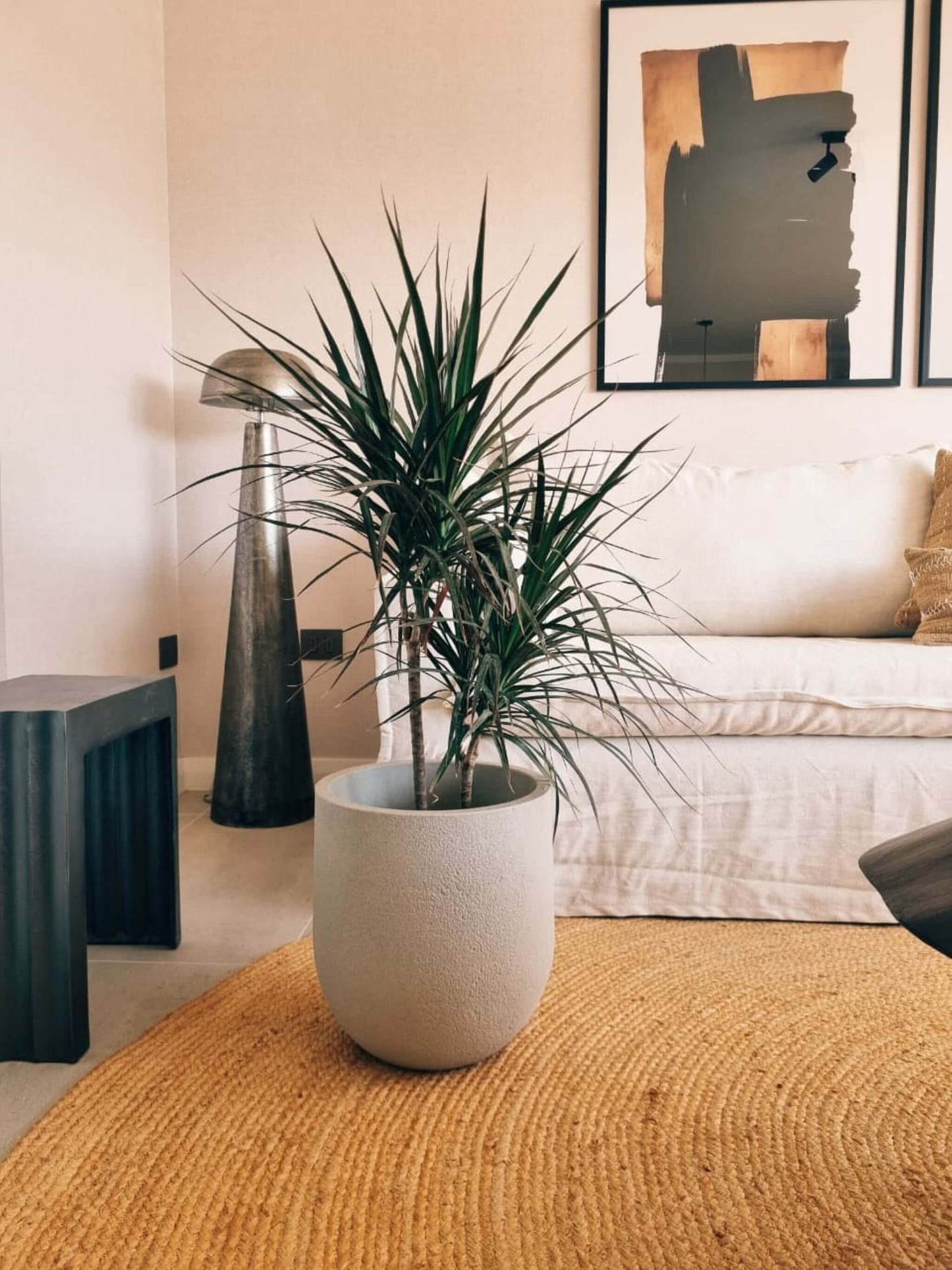 Dracena Marginata XL