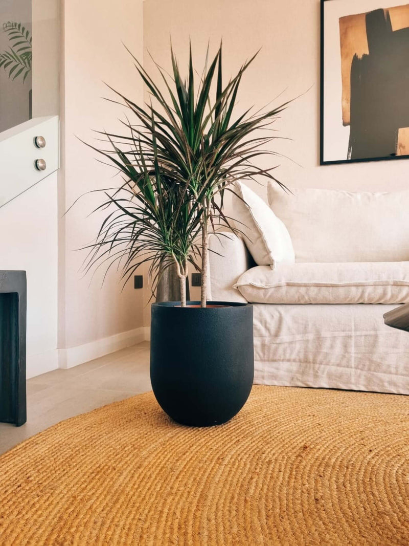 Dracena Marginata XL