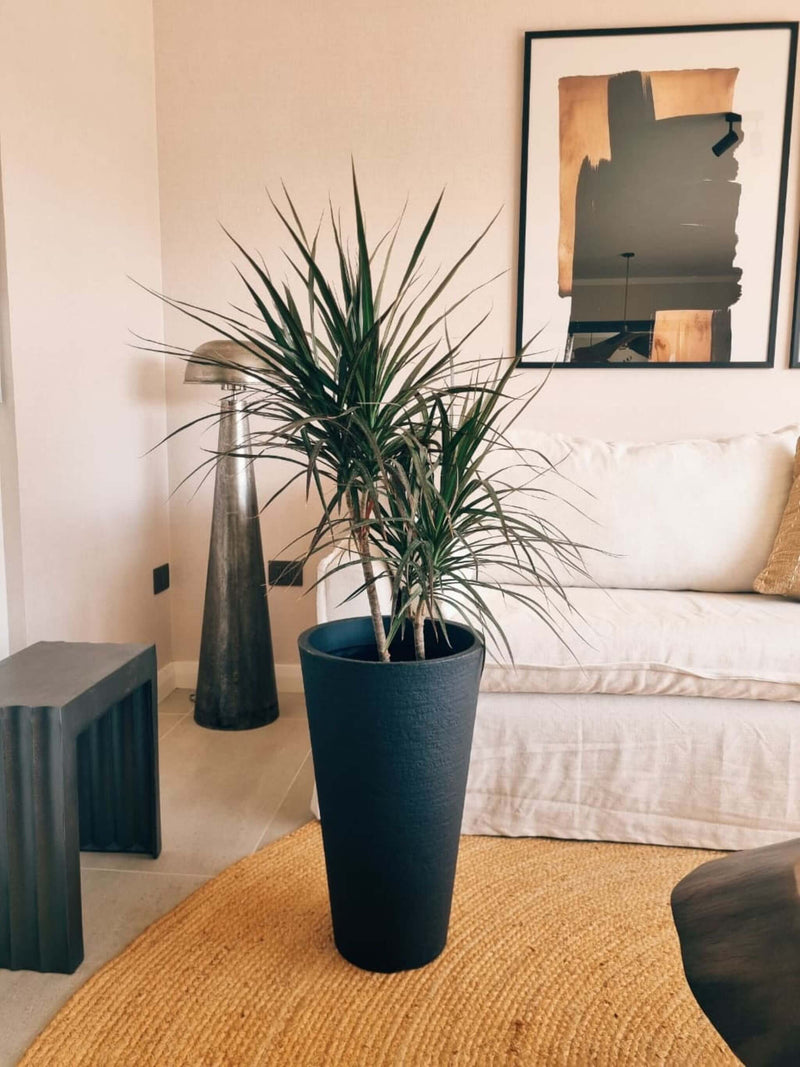 Dracena Marginata XL + Macetero Torre