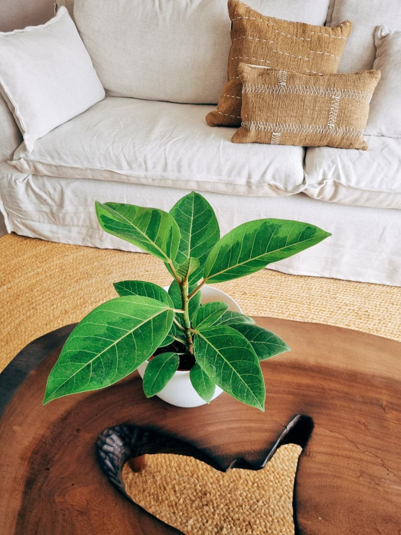 Ficus Altisssima + Macetero Cuenco - Elige tu color