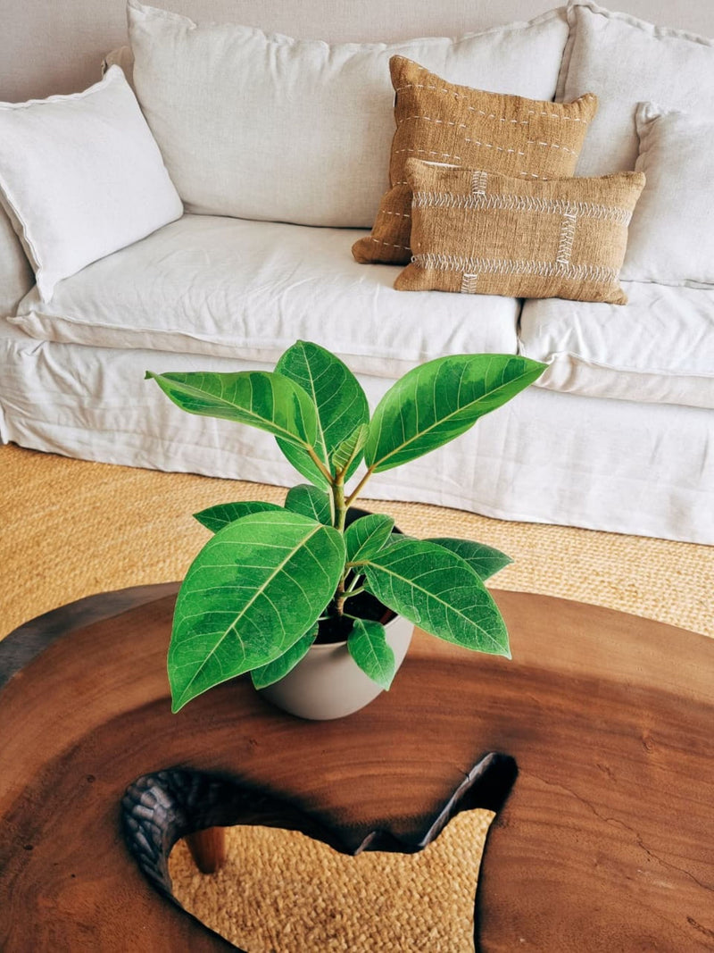 Ficus Altisssima + Macetero Cuenco - Elige tu color