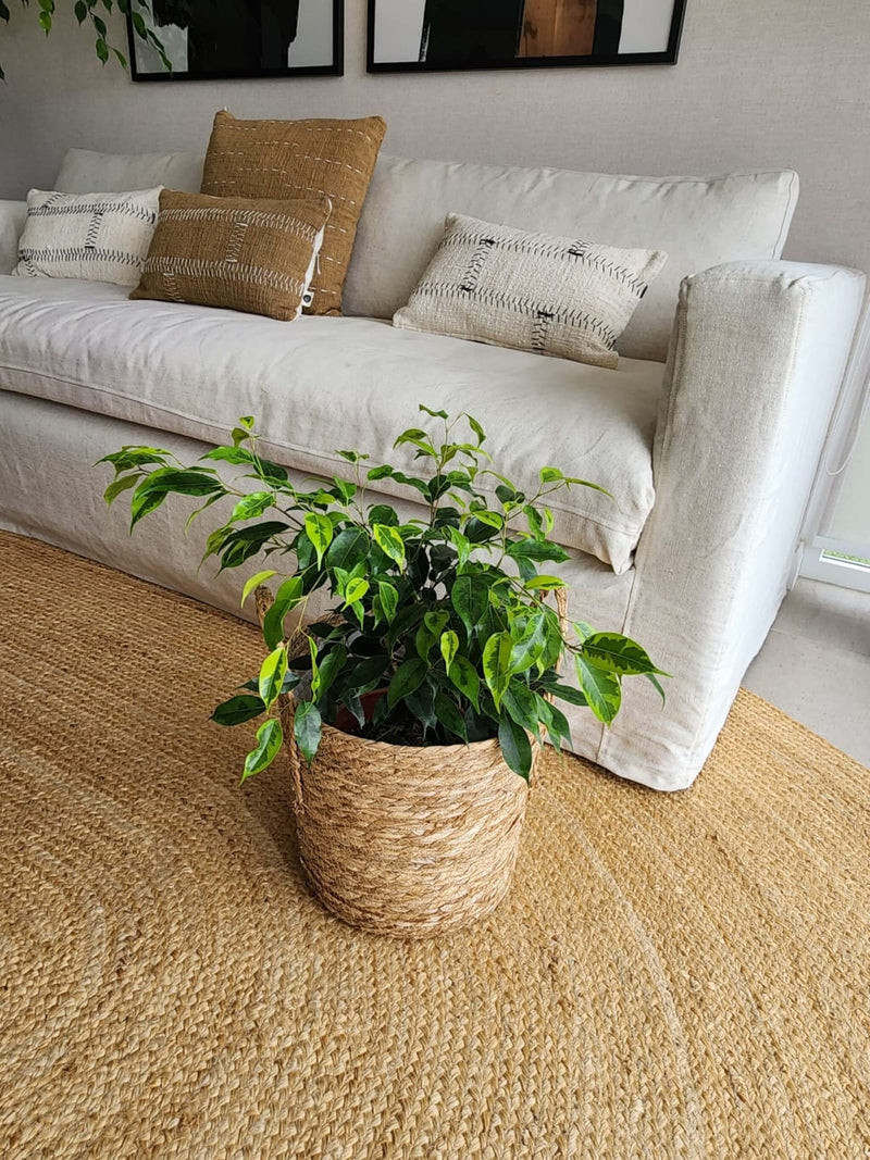 Ficus Benjamina Anastasia + Canasto - Elige el que más te guste