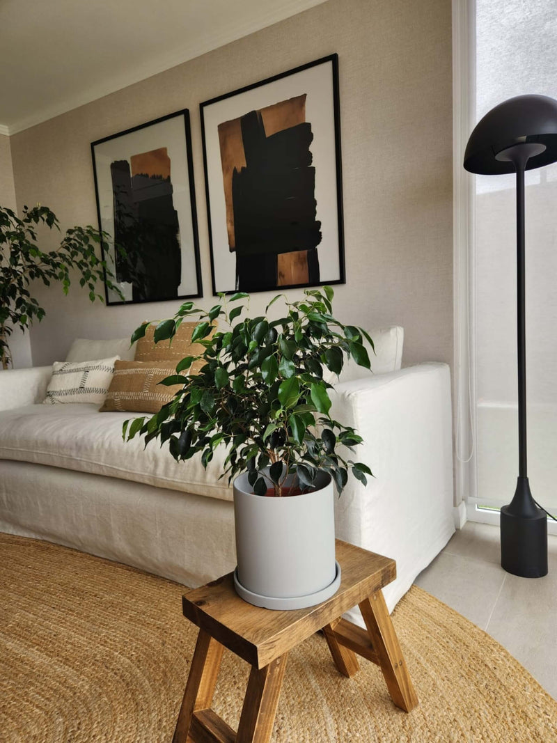 Ficus Benjamina Negro