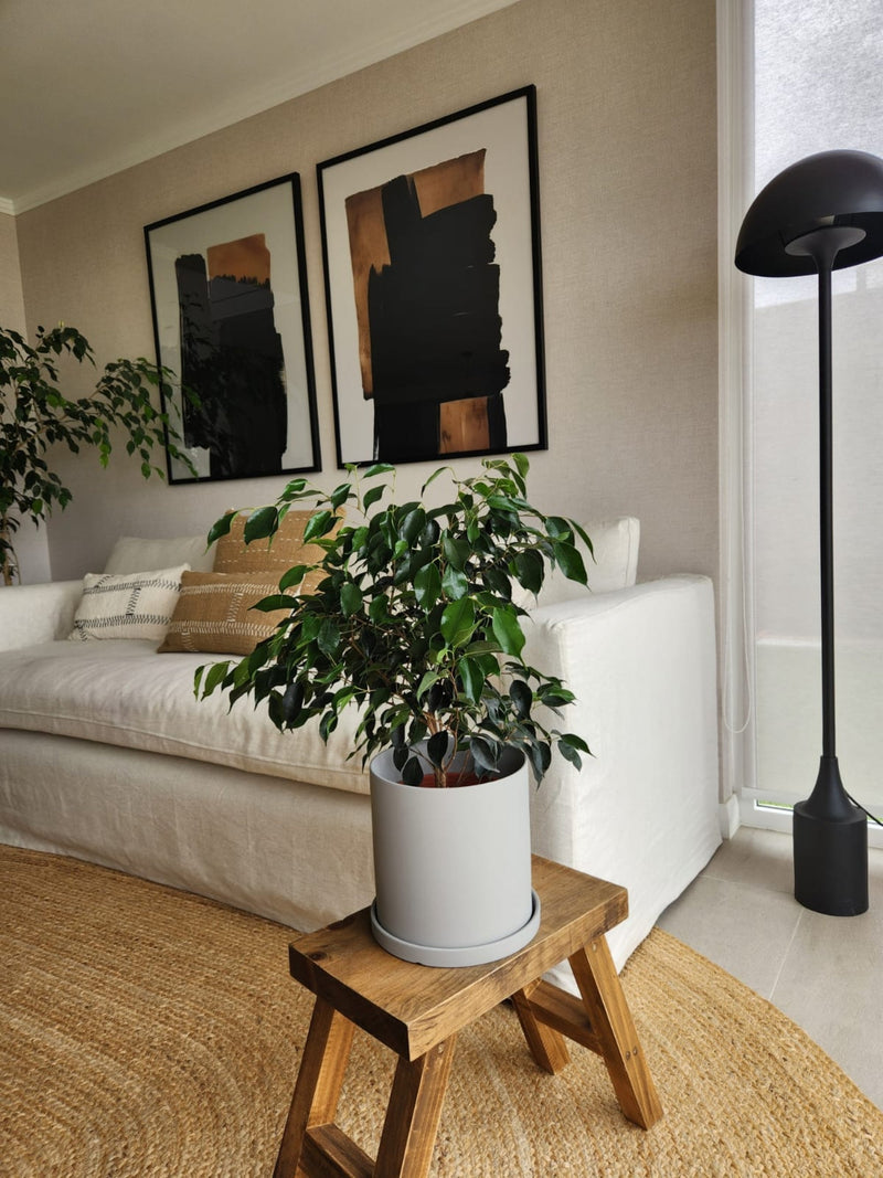 Ficus Benjamina Negro