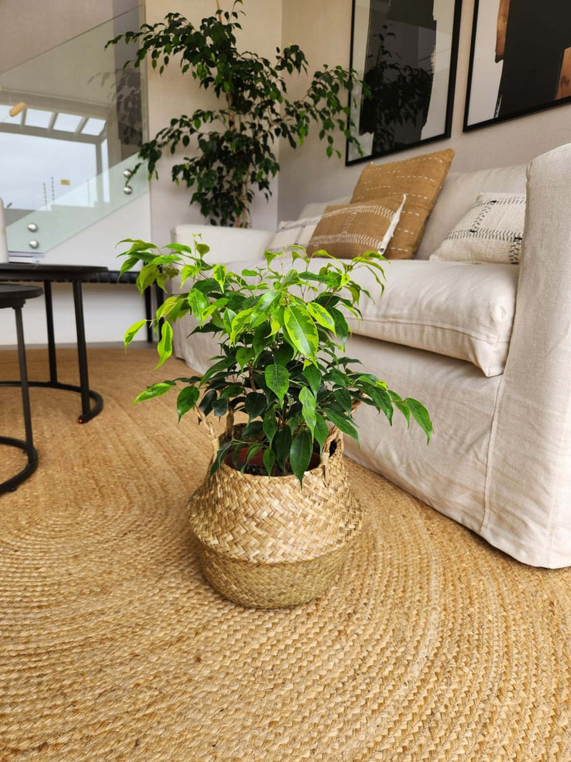 Ficus Benjamina Anastasia + Canasto - Elige el que más te guste
