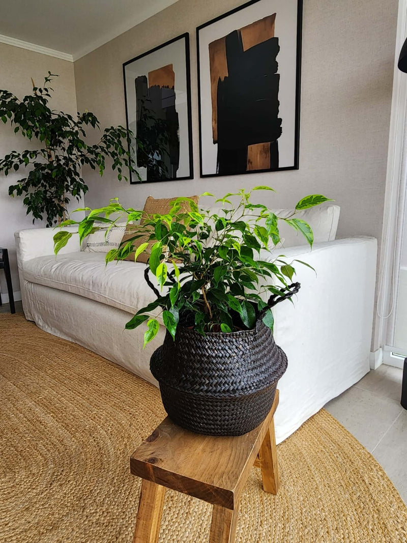Ficus Benjamina Anastasia + Canasto - Elige el que más te guste