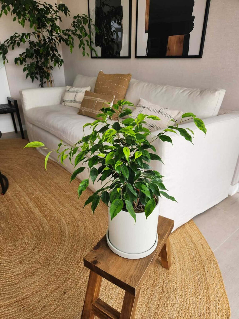 Ficus Benjamina Anastasia + Macetero Nórdico - Elige tu color