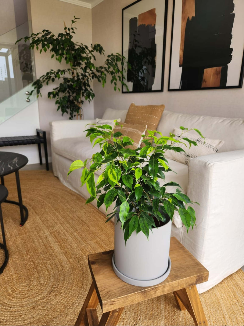 Ficus Benjamina Anastasia + Macetero Nórdico - Elige tu color