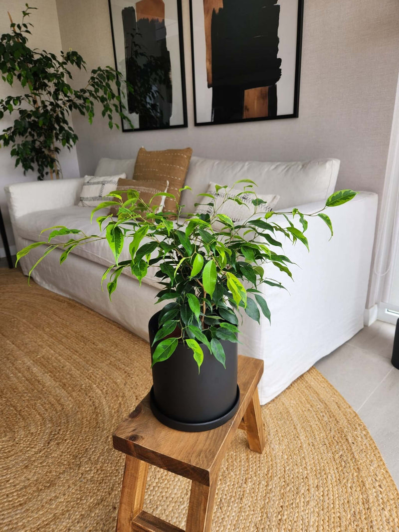 Ficus Benjamina Anastasia + Macetero Nórdico - Elige tu color