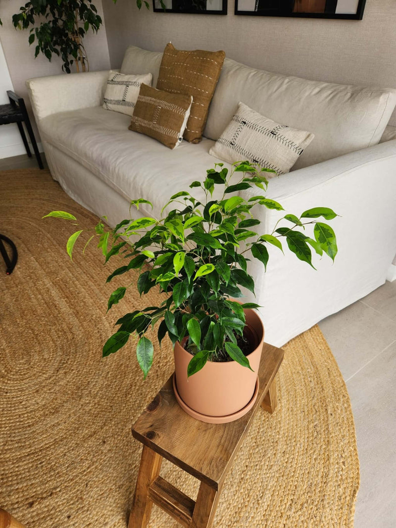 Ficus Benjamina Anastasia + Macetero Nórdico - Elige tu color