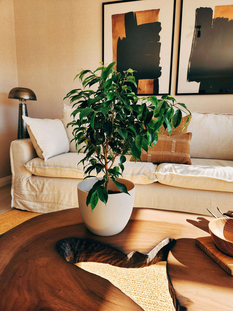 Ficus Benjamina Anastasia + Macetero Cuenco - Elige tu color