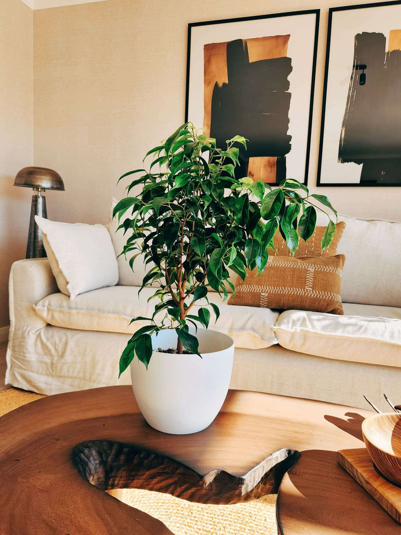 Ficus Benjamina Anastasia + Macetero Cuenco - Elige tu color