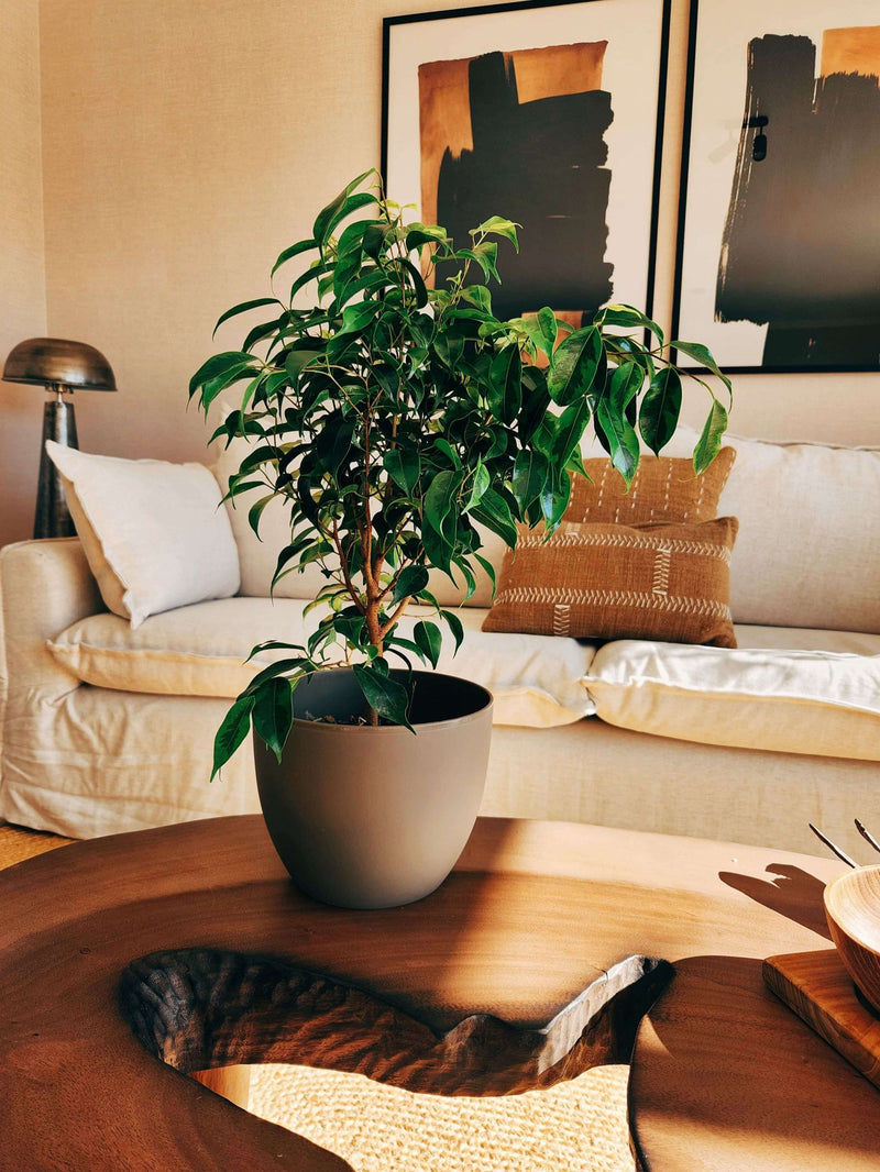 Ficus Benjamina Anastasia + Macetero Cuenco - Elige tu color