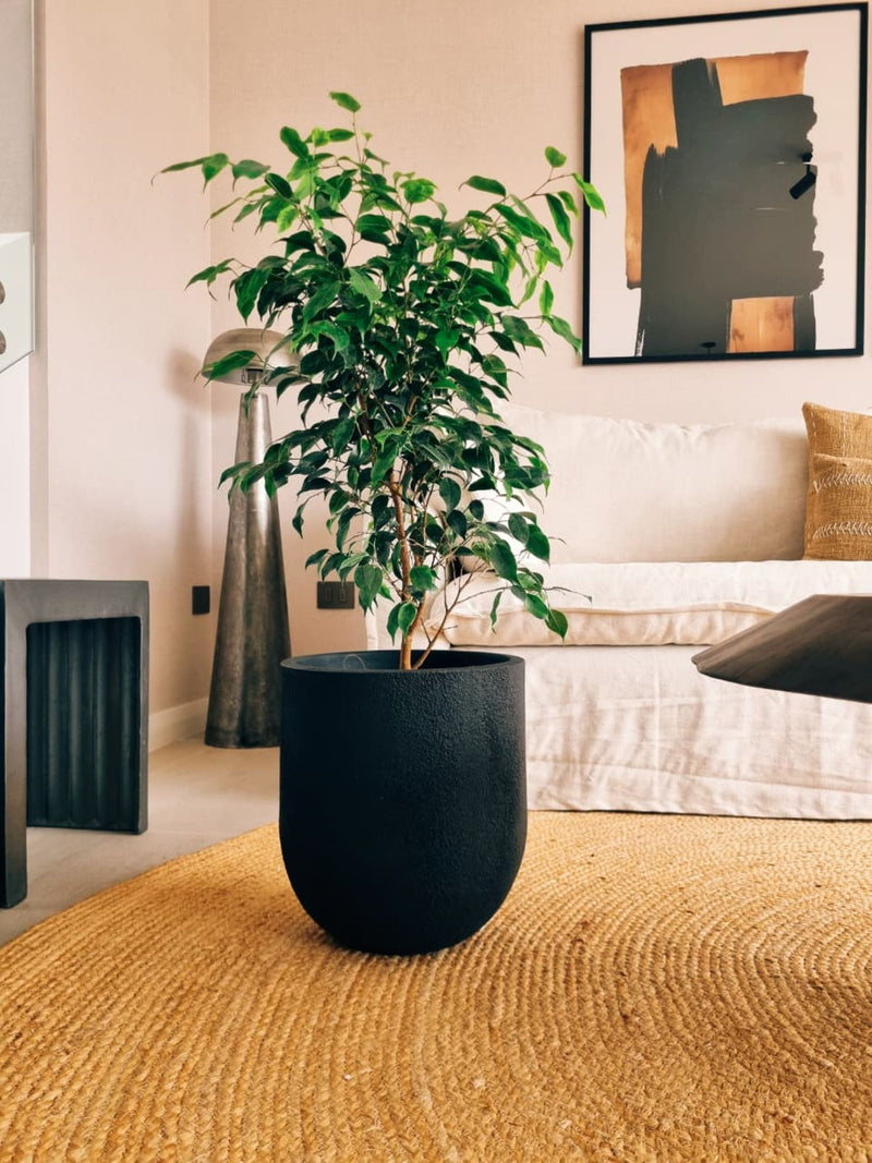 Ficus Benjamina Anastasia XL + Macetero Bruma - Elige tu color