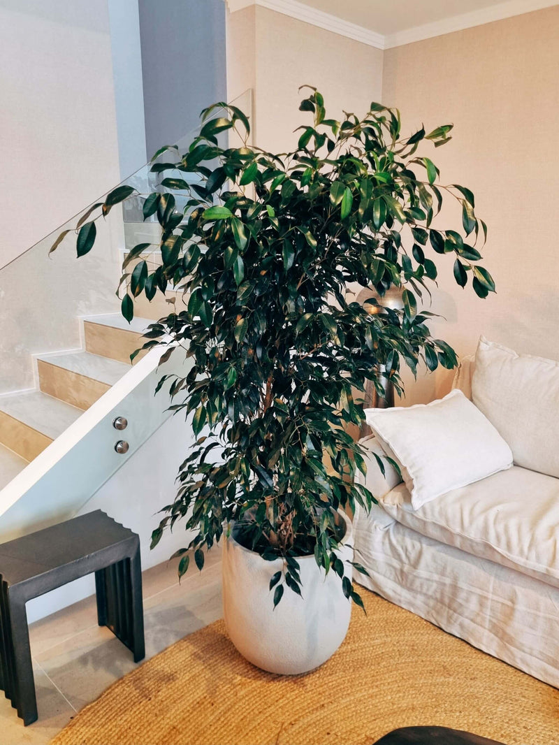 Macetero Bruma Arena (44 x47 cm)