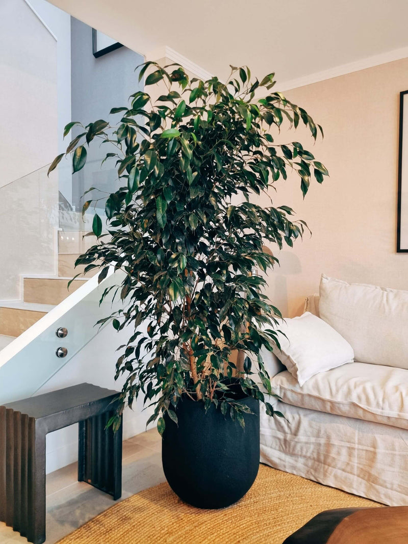 Ficus Benjamina Negro XXL + Macetero Bruma - Elige tu color