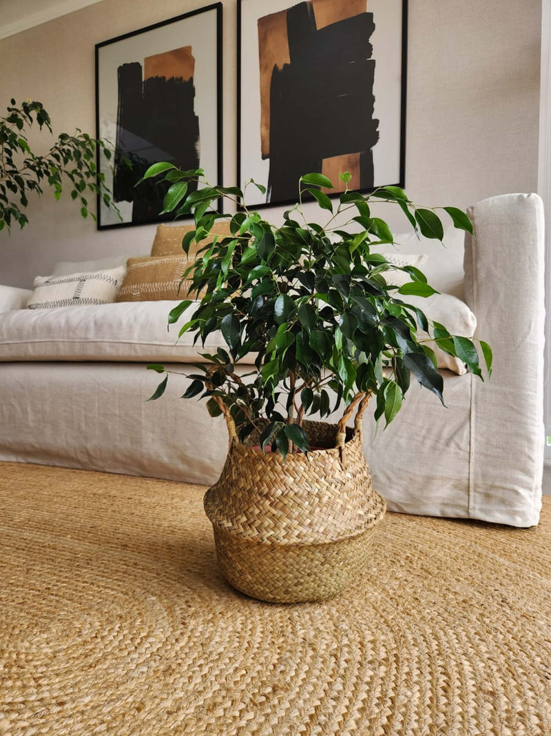 Ficus Benjamina Negro