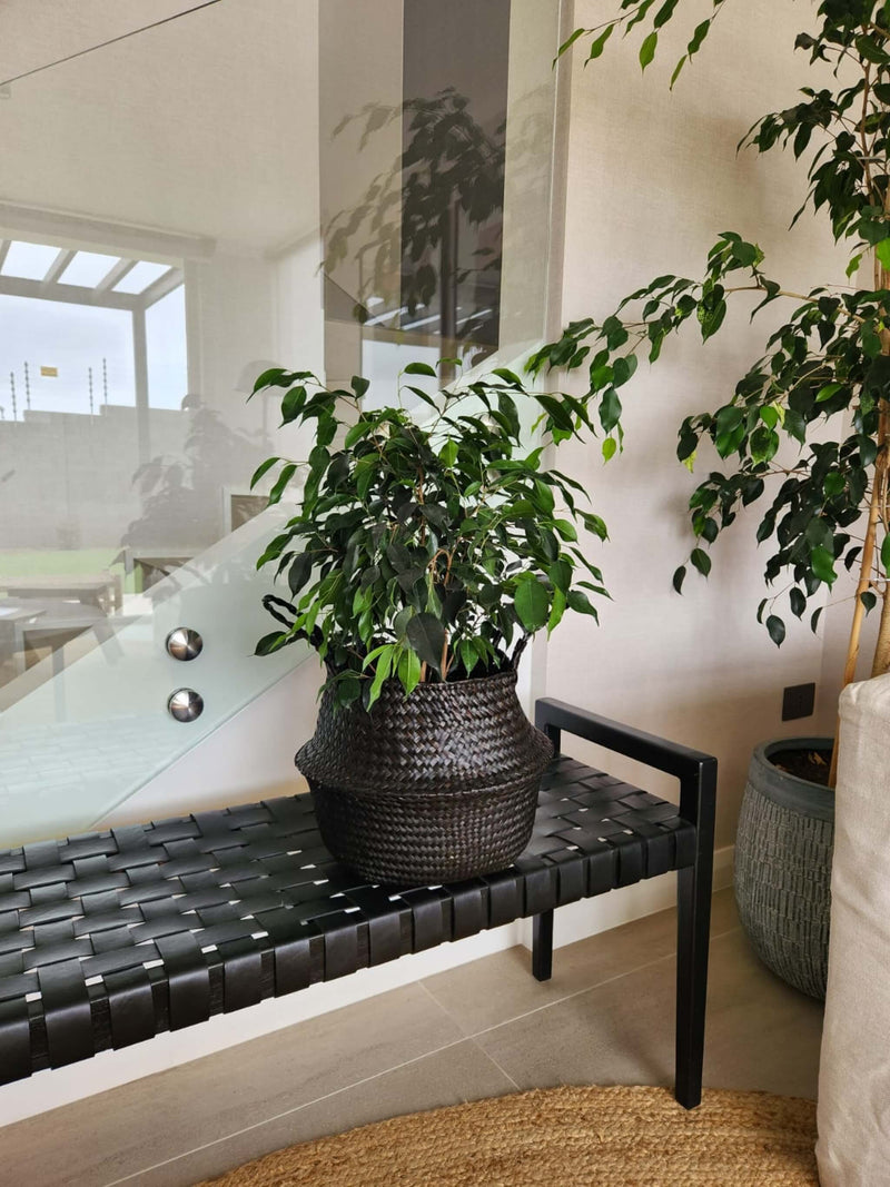 Ficus Benjamina Negro + Canasto - Elige el que más te guste