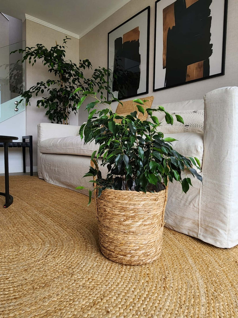 Ficus Benjamina Negro + Canasto - Elige el que más te guste