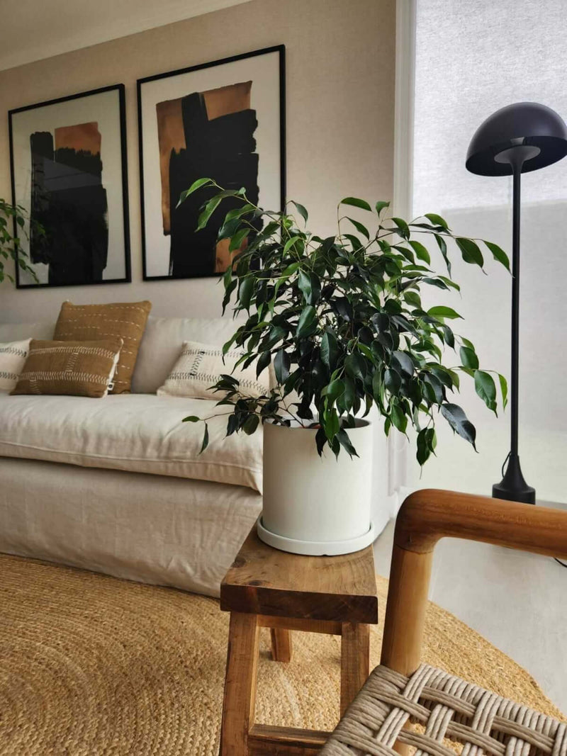Ficus Benjamina Negro