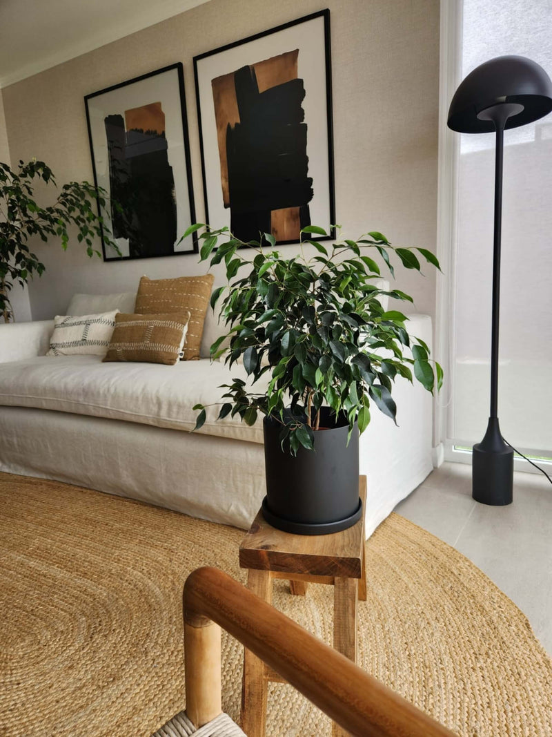Ficus Benjamina Negro + Macetero Nórdico - Elige tu color